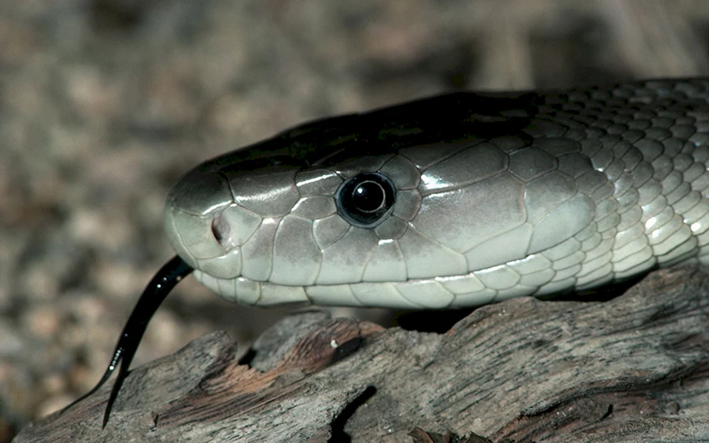 Giftige Schlange schwarze Mamba Schlange