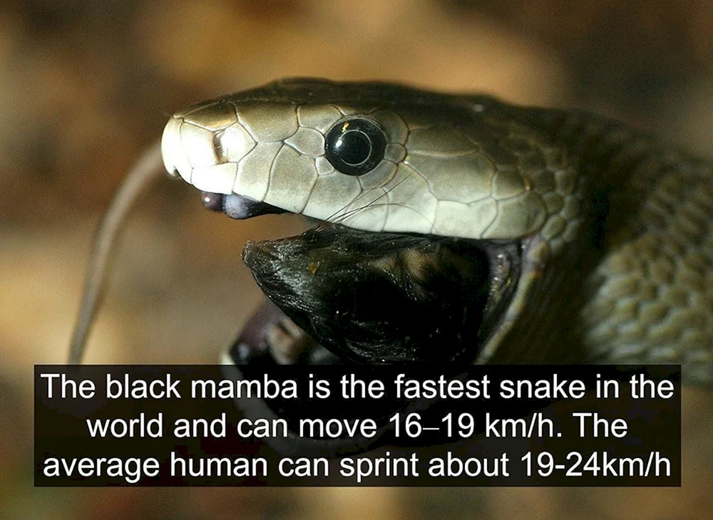 Schwarze Mamba Schlange