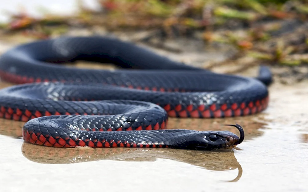 Giftige schwarze Mamba Schlange