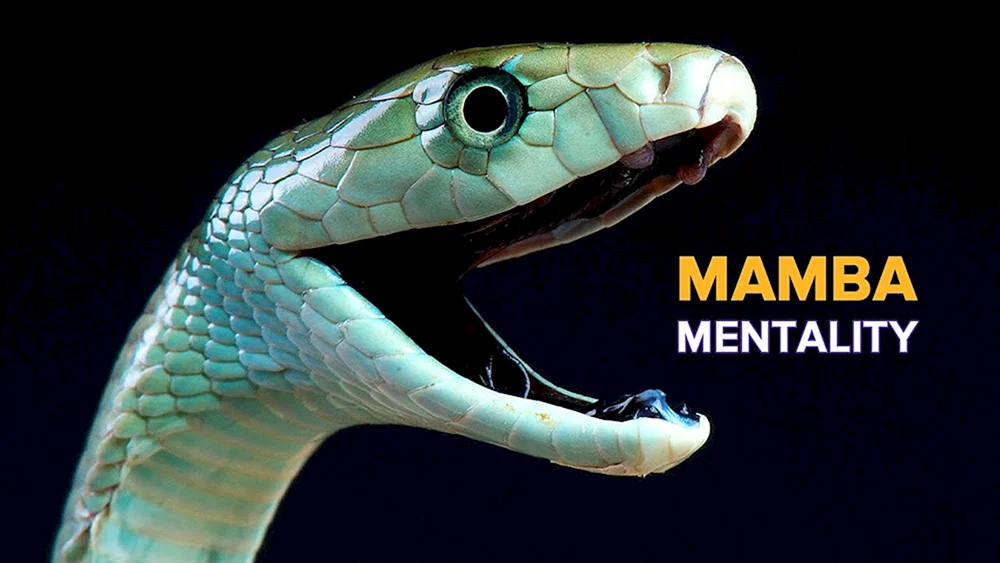 Giftige schwarze Mamba Schlange
