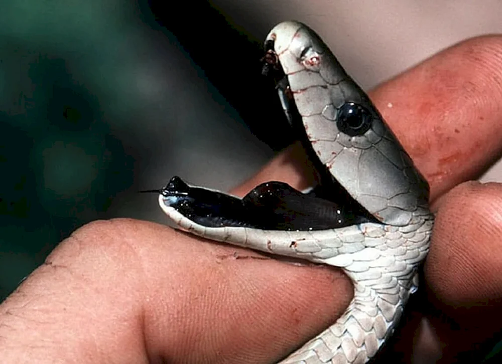 Giftige schwarze Mamba Schlange