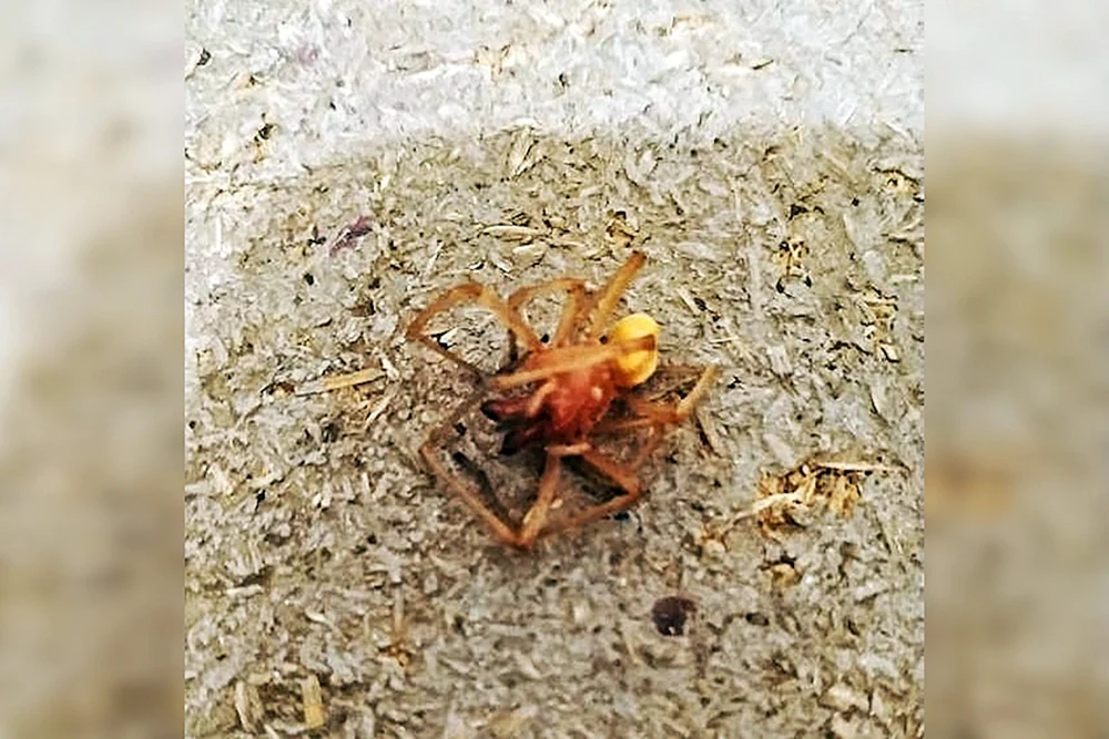 Cheiracanthium punctorium