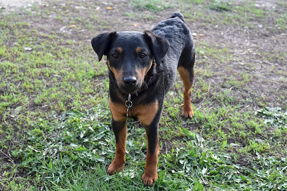 Jagdterrier und Dackel