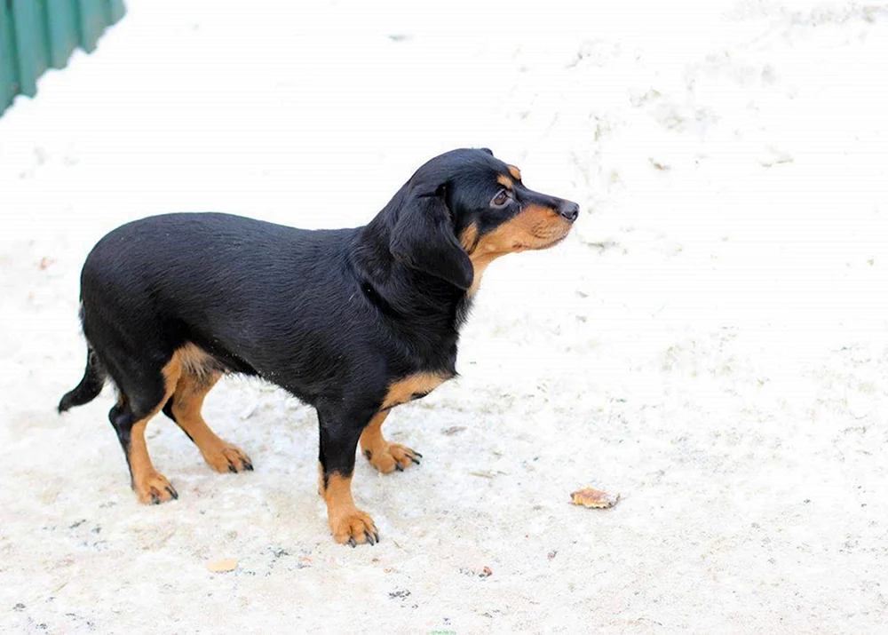 Jagdterrier und Dackel