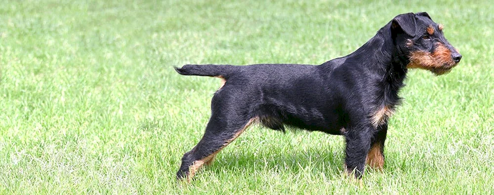 Jagdterrier harthaarig
