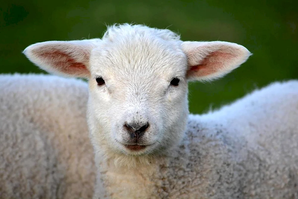 Dollyschaf