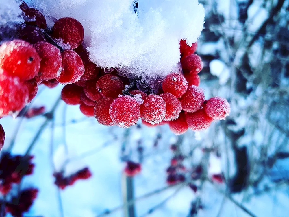 Winterwald