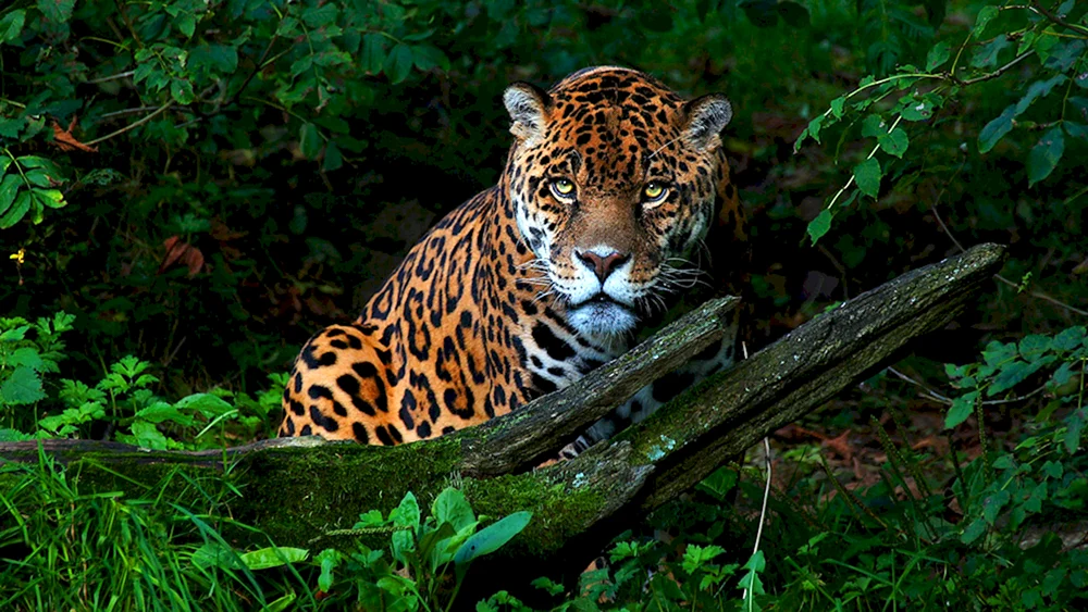 Jaguar 4k