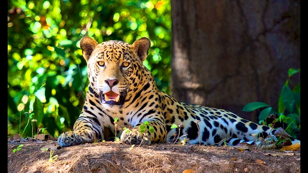 Amazonas Jaguar