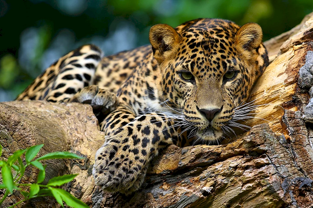 Luchs