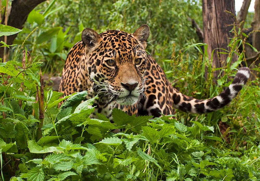 Jaguar Panthera onca