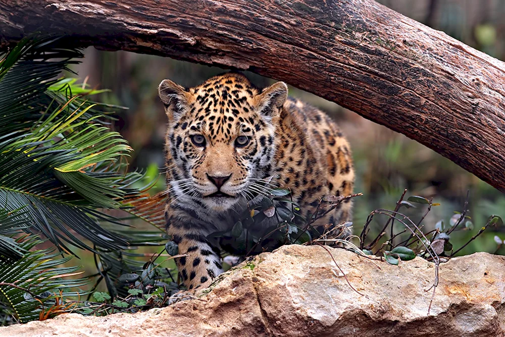 Jaguar Wild