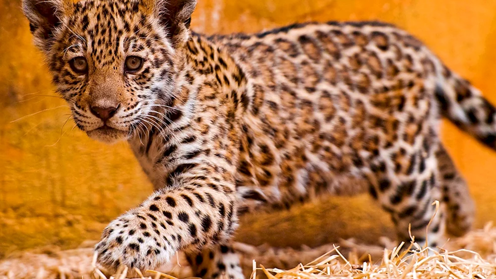Jaguar Wild Jaguar Wild
