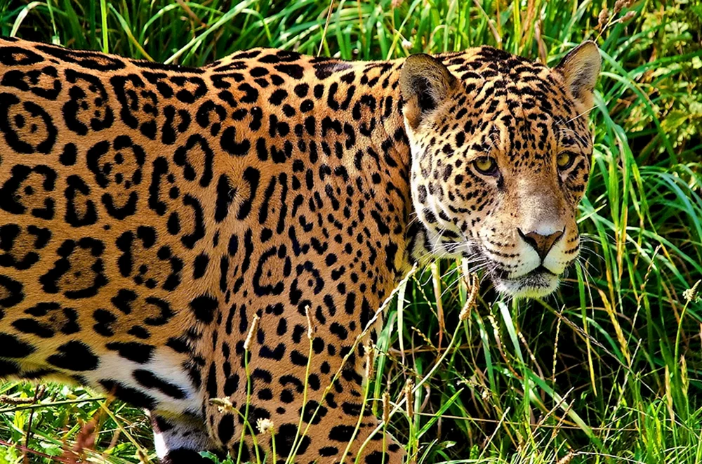 Jaguar Panthera onca