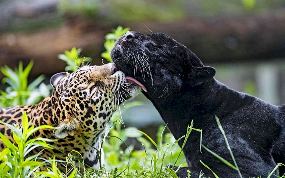 Leopard melanist