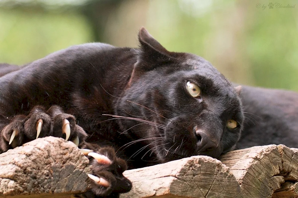 Schwarzer Puma und Panther