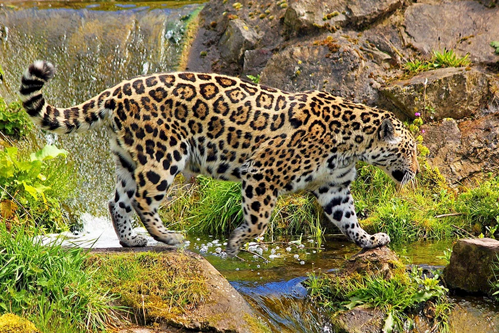 Jaguar Südamerika