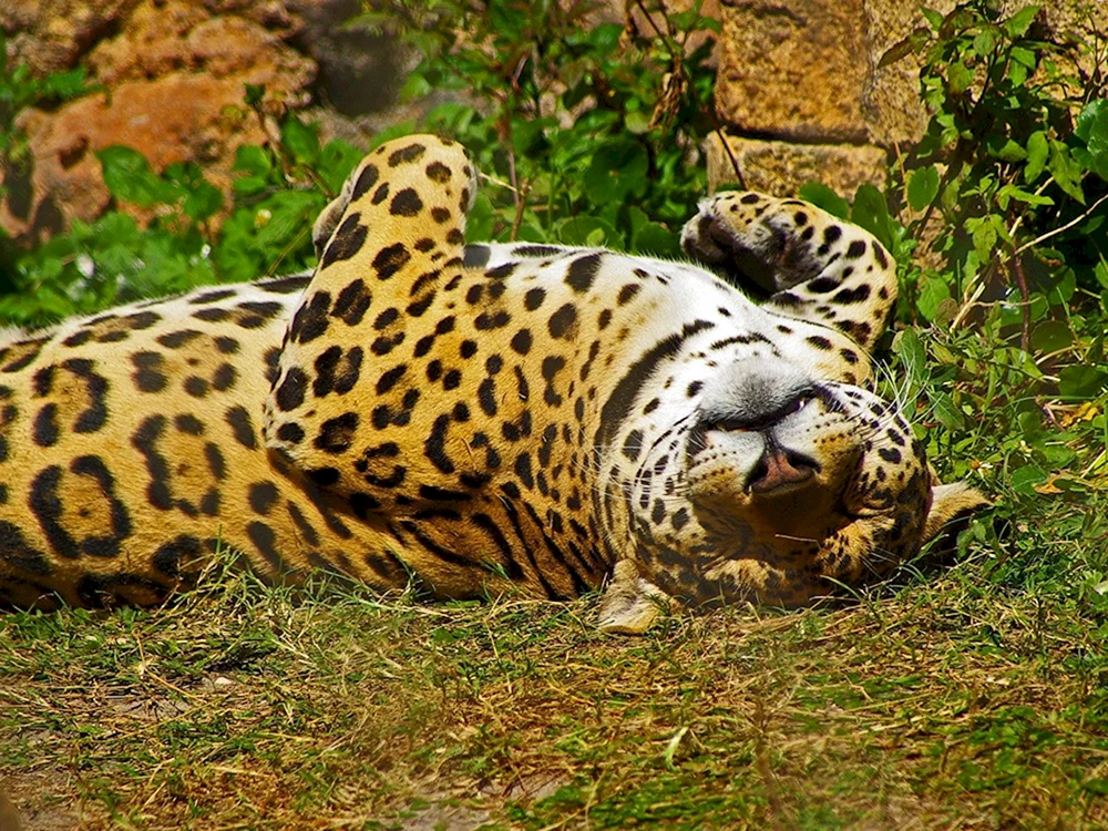 Familie der Katzen Jaguar