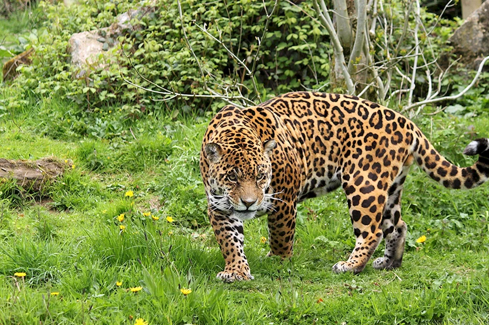 Jaguar Südamerika