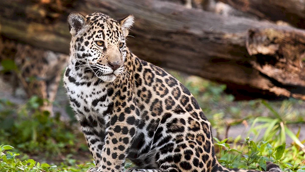 Jaguar Leopard