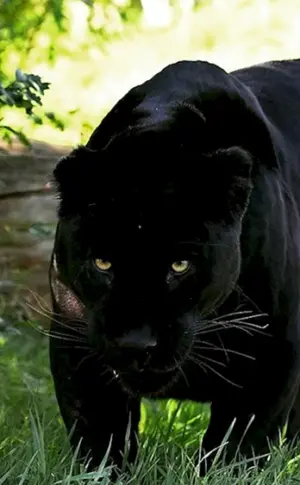 Jaguar melanist