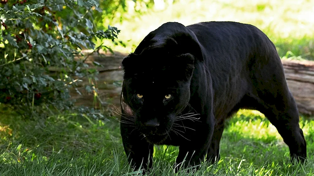 Jaguar melanist