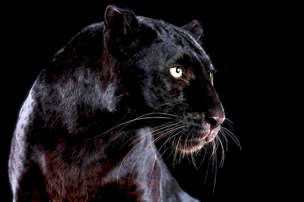 Jaguar. melanist