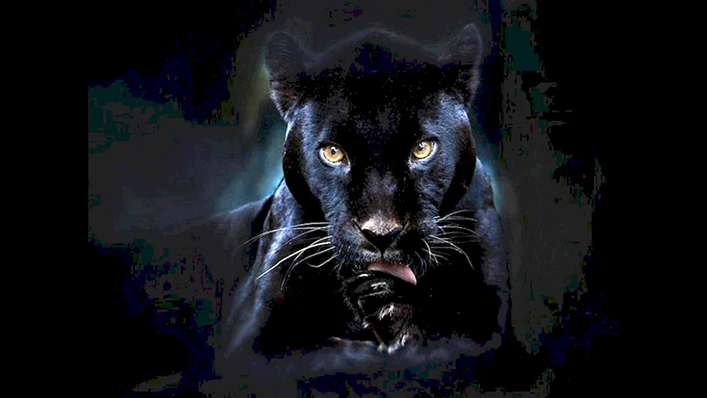 Leopard Melanist