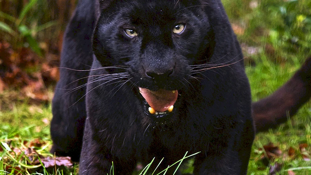 Leopard Jaguar Panther