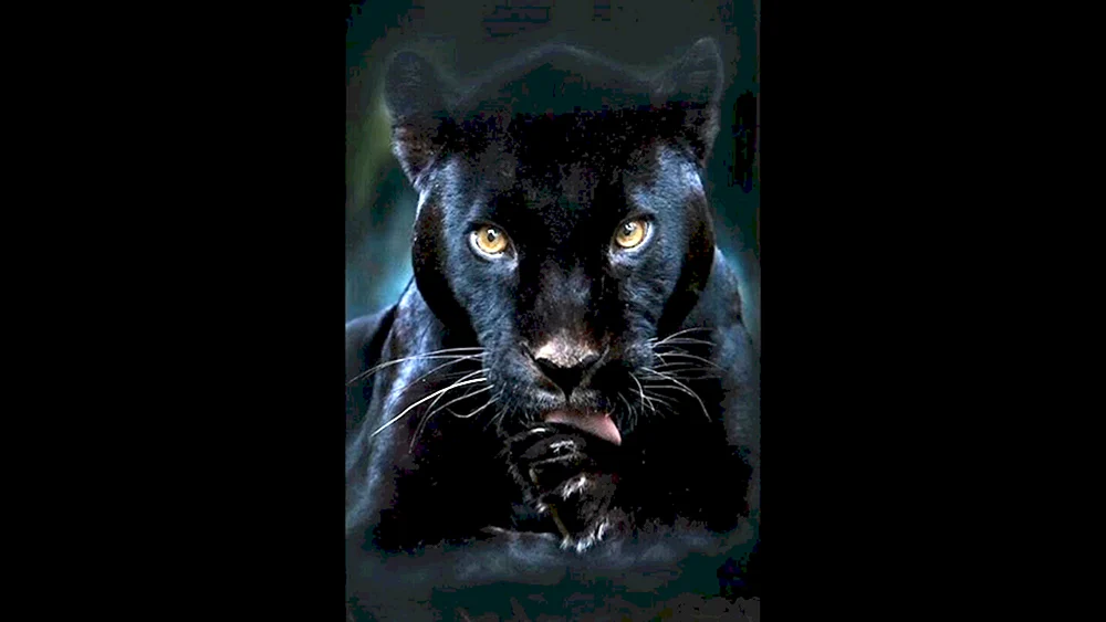 Jaguar melanist