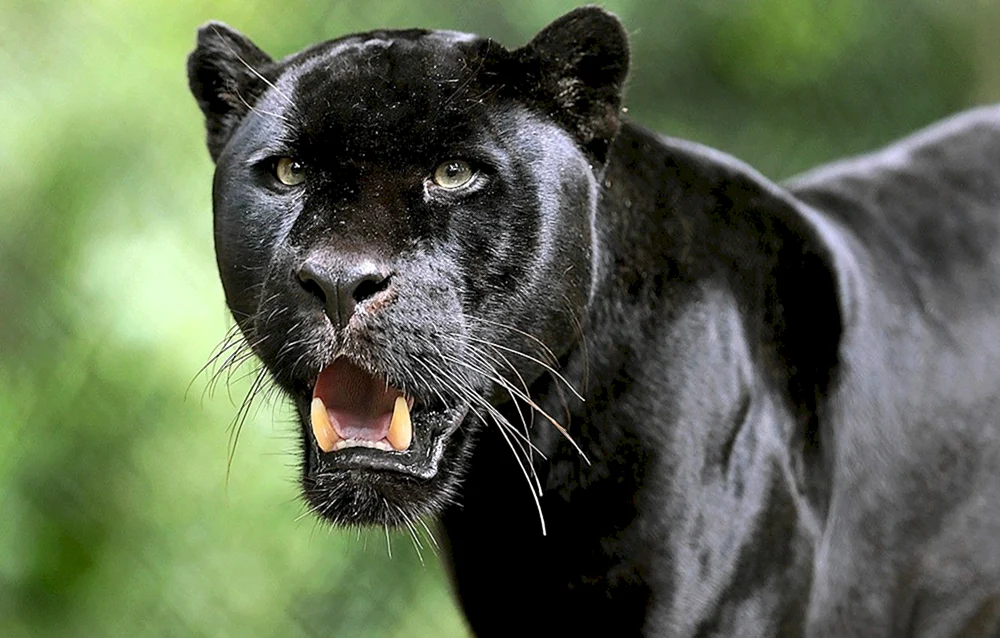 Schwarzer Panther 2014 schwarzer Panther