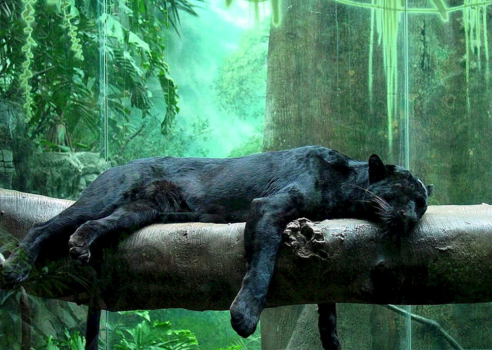 Panther melanist