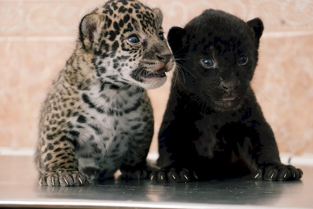 Jaguar melanistisch