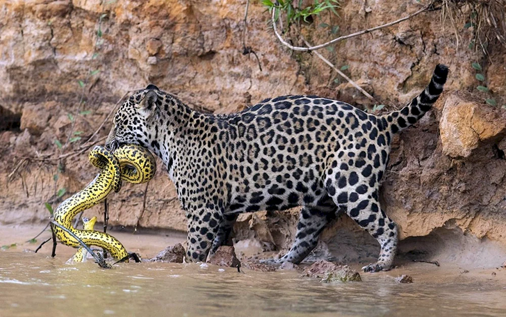 Jaguar Südamerika