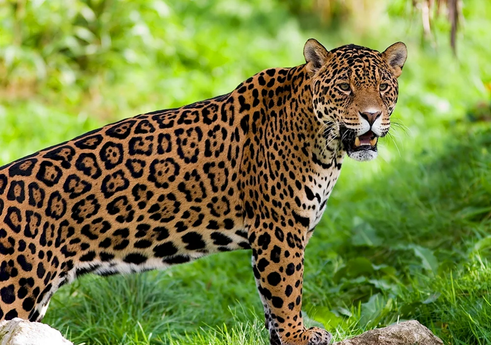 Jaguar Panthera onca