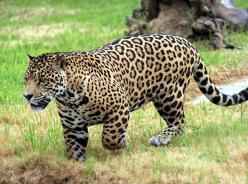 Jaguar Panthera onca