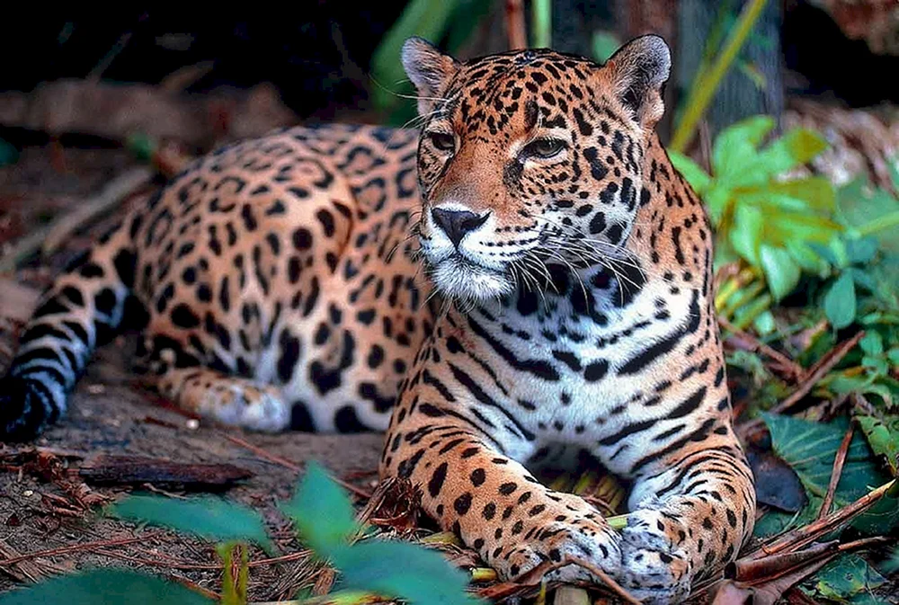 Jaguar Panthera onca