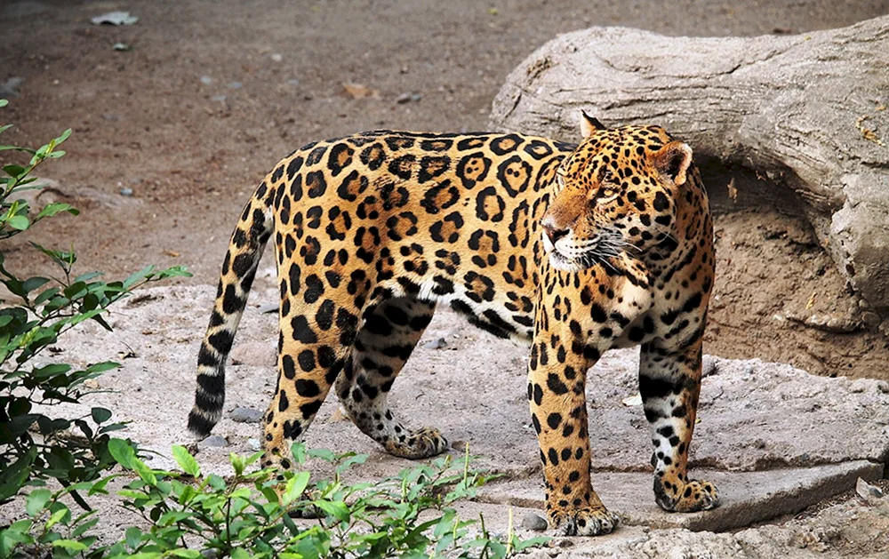 Jaguar Panthera onca