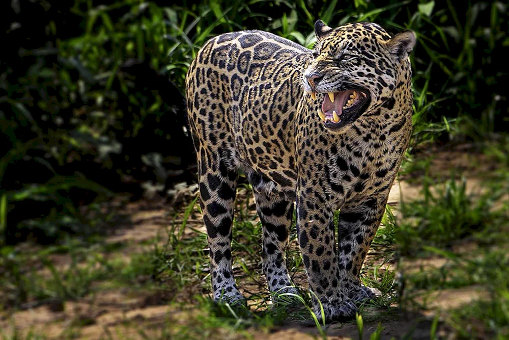 Jaguar Panthera onca