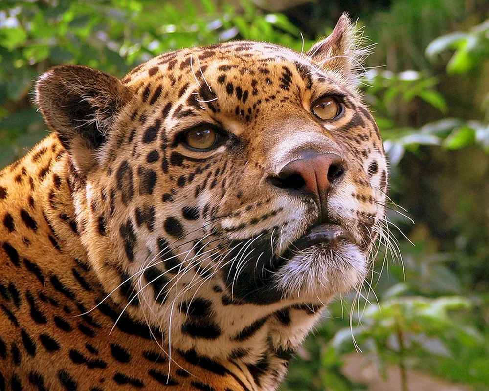 Jaguar Panthera onca