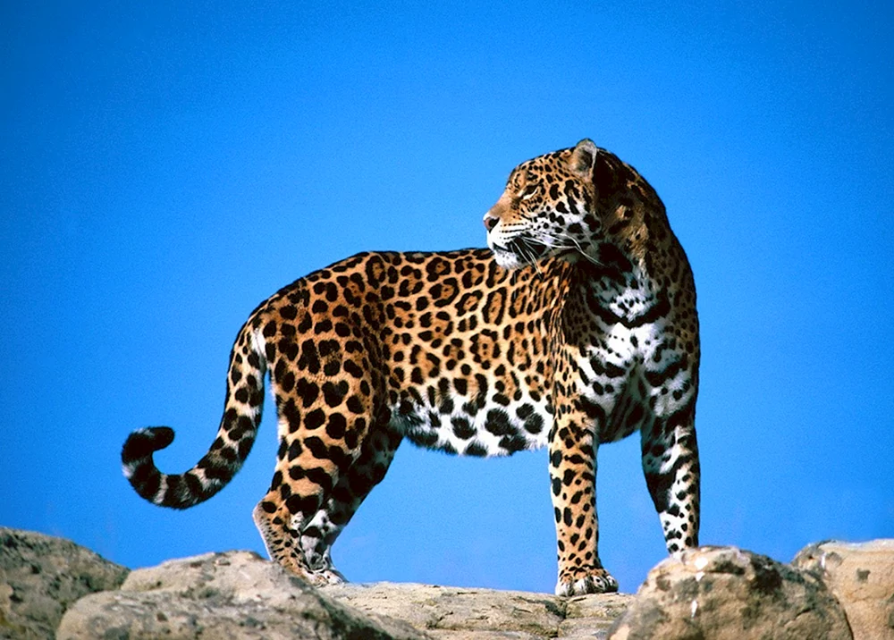 Grüner Leopard