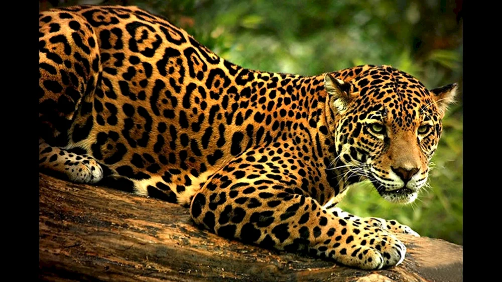 Jaguar. Südamerika