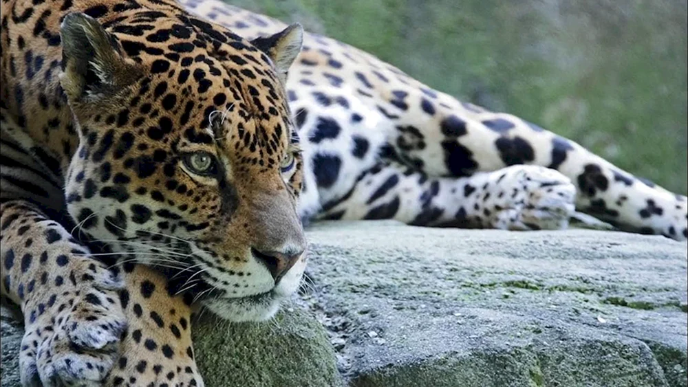 Berberischer Leopard