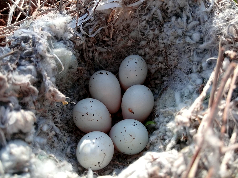 Wildvogel-Eier
