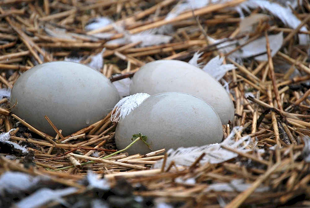 Sarych's Nest-Ei