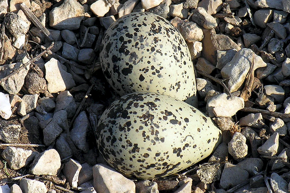 Vogelschaleneier