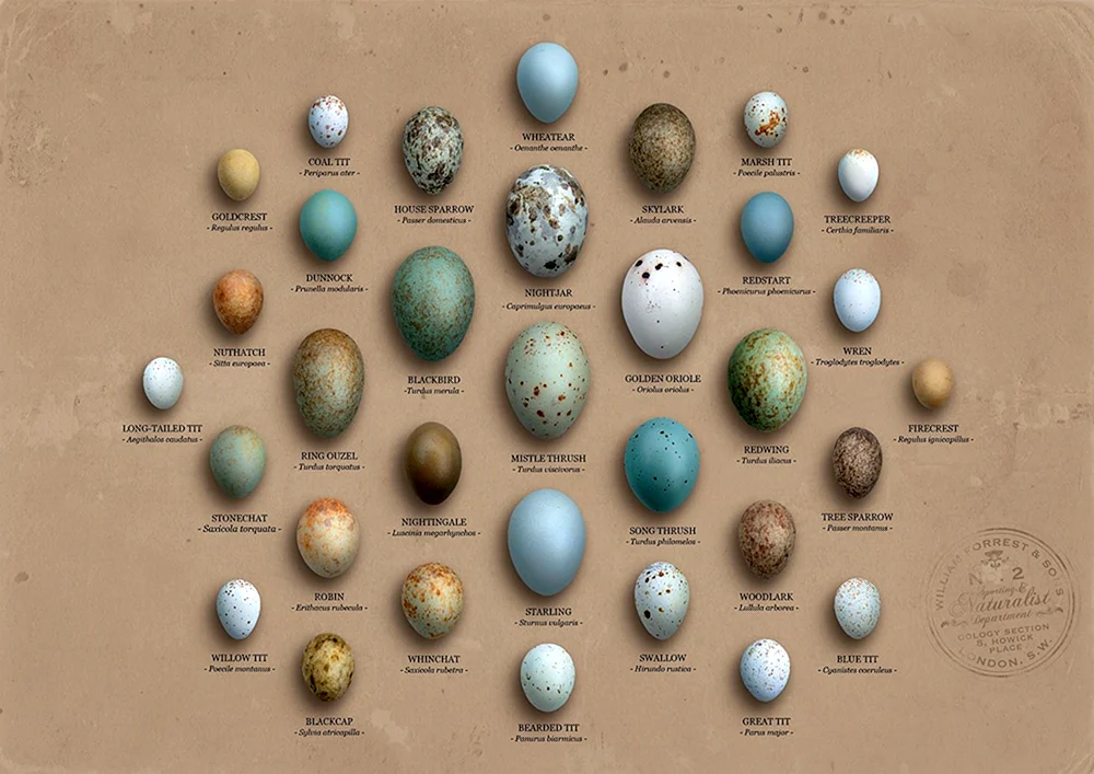 Waldpiepernest