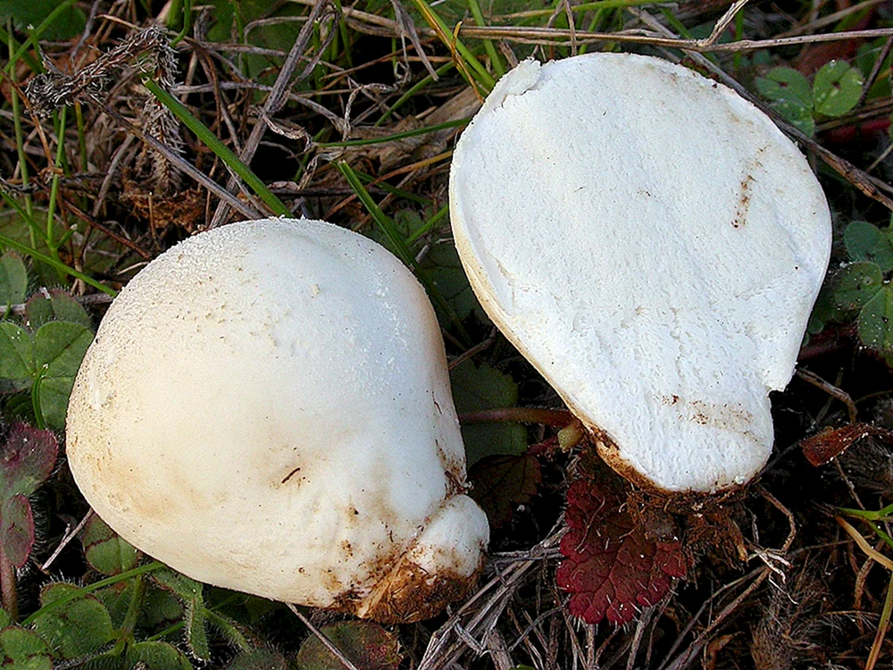 Eierpilz Champignon