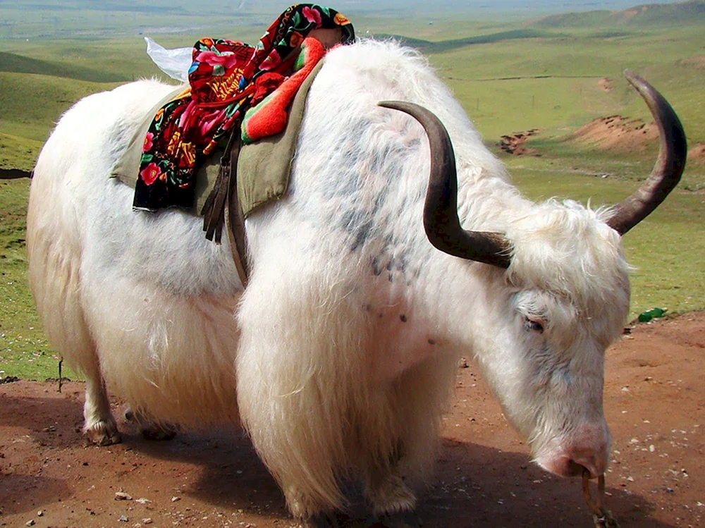 Sarlyk Bulle.