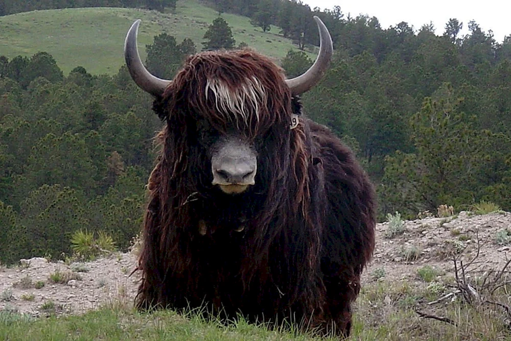 Yak Sarlyk